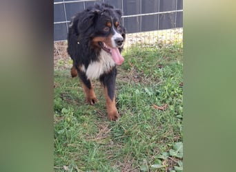 Markusz, bildhübscher Berner Sennenhund geb. 2024