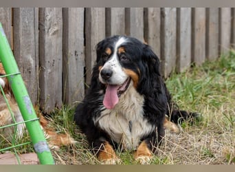 Hettike. liebe Berner Sennenhündin geb. 06/2019