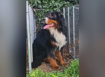 Markusz, bildhübscher Berner Sennenhund geb. 2024