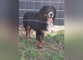 Markusz, bildhübscher Berner Sennenhund geb. 2024