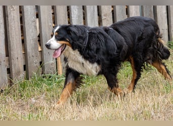 Hettike. liebe Berner Sennenhündin geb. 06/2019
