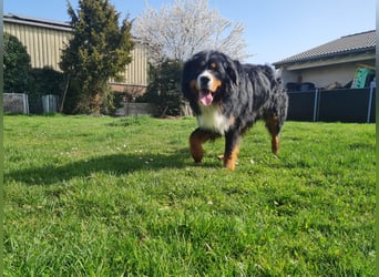 Markusz, bildhübscher Berner Sennenhund geb. 2024