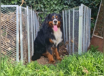 Markusz, bildhübscher Berner Sennenhund geb. 2024