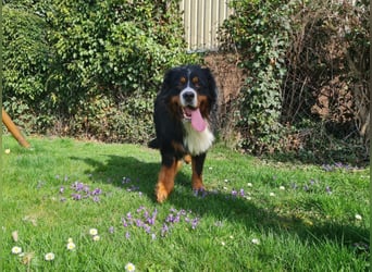 Markusz, bildhübscher Berner Sennenhund geb. 2024