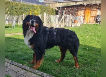 Markusz, bildhübscher Berner Sennenhund geb. 2024