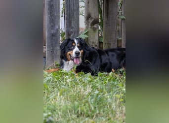 Hettike. liebe Berner Sennenhündin geb. 06/2019