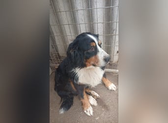 Hettike. liebe Berner Sennenhündin geb. 06/2019