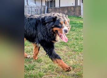 Markusz, bildhübscher Berner Sennenhund geb. 2024