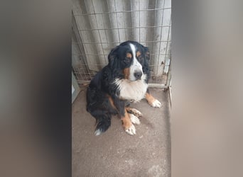 Hettike. liebe Berner Sennenhündin geb. 06/2019