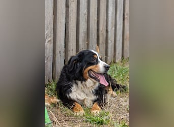Hettike. liebe Berner Sennenhündin geb. 06/2019