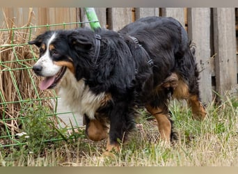 Hettike. liebe Berner Sennenhündin geb. 06/2019