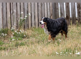 Hettike. liebe Berner Sennenhündin geb. 06/2019