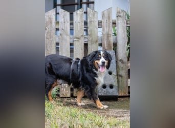 Hettike. liebe Berner Sennenhündin geb. 06/2019