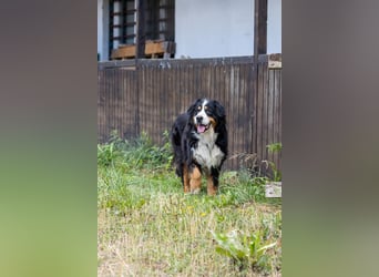 Hettike. liebe Berner Sennenhündin geb. 06/2019