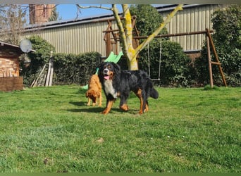Markusz, bildhübscher Berner Sennenhund geb. 2024