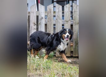 Hettike. liebe Berner Sennenhündin geb. 06/2019