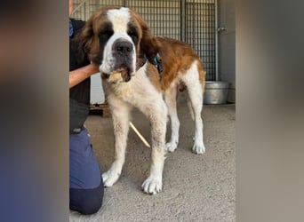 Nebbia- von der Kette in deine Arme?