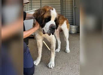 Nebbia- von der Kette in deine Arme?