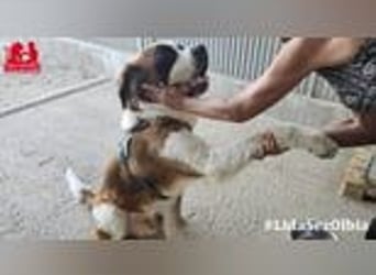 Notfall: Nebbia- von der Kette in deine Arme?