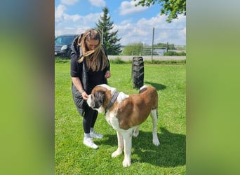 Elvis sucht seine Menschen