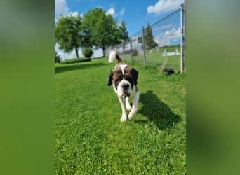 Elvis sucht seine Menschen