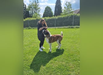 Elvis sucht seine Menschen