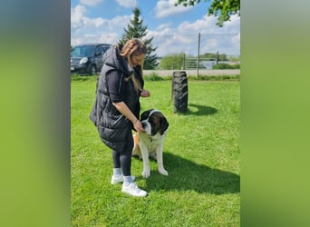 Elvis sucht seine Menschen