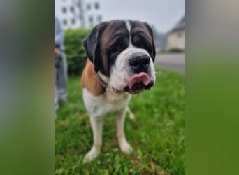 Elvis sucht seine Menschen