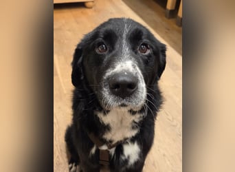 Cody großer Bernhardiner Hütehund Mischling Rüde sucht Zuhause für immer