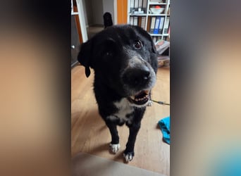 Cody großer Bernhardiner Hütehund Mischling Rüde sucht Zuhause für immer