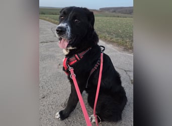 lieber junger Bernhardiner Mischling sucht ein Zuhause