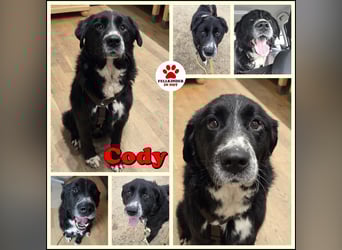 Cody großer Bernhardiner Hütehund Mischling Rüde sucht Zuhause für immer