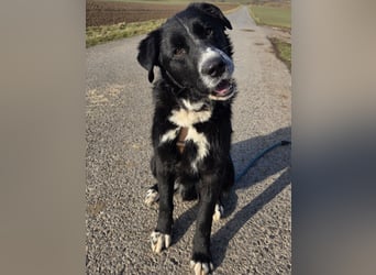 lieber junger Bernhardiner Mischling sucht ein Zuhause