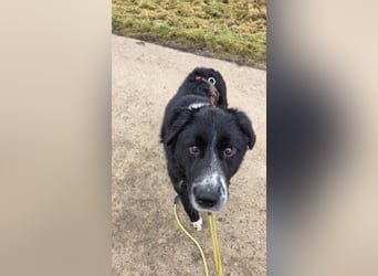 Cody großer Bernhardiner Hütehund Mischling Rüde sucht Zuhause für immer