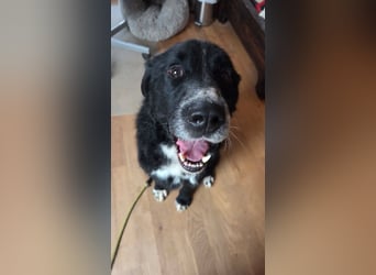 Cody großer Bernhardiner Hütehund Mischling Rüde sucht Zuhause für immer