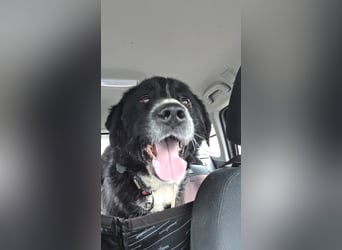 Cody großer Bernhardiner Hütehund Mischling Rüde sucht Zuhause für immer