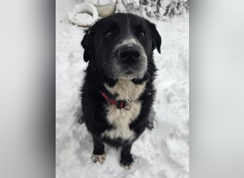 lieber junger Bernhardiner Mischling sucht ein Zuhause