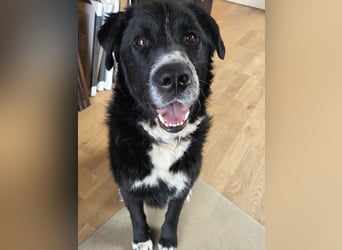 lieber junger Bernhardiner Mischling sucht ein Zuhause