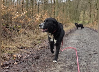 lieber junger Bernhardiner Mischling sucht ein Zuhause