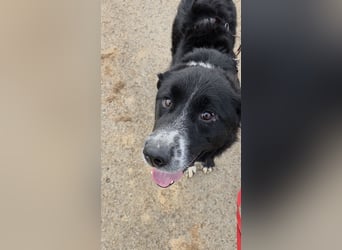 Cody großer Bernhardiner Hütehund Mischling Rüde sucht Zuhause für immer