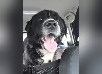 lieber junger Bernhardiner Mischling sucht ein Zuhause