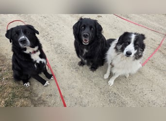 lieber junger Bernhardiner Mischling sucht ein Zuhause