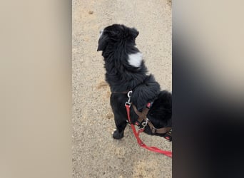 Cody großer Bernhardiner Hütehund Mischling Rüde sucht Zuhause für immer