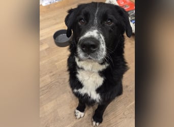 lieber junger Bernhardiner Mischling sucht ein Zuhause