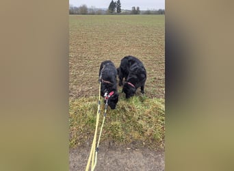 Cody großer Bernhardiner Hütehund Mischling Rüde sucht Zuhause für immer