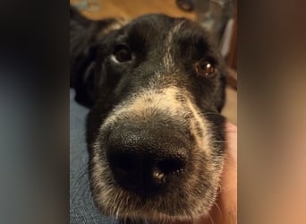 lieber junger Bernhardiner Mischling sucht ein Zuhause