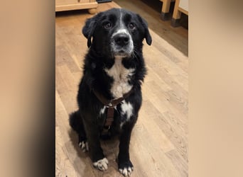 Cody großer Bernhardiner Hütehund Mischling Rüde sucht Zuhause für immer