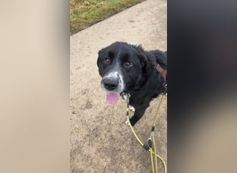 Cody großer Bernhardiner Hütehund Mischling Rüde sucht Zuhause für immer