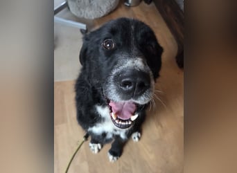 lieber junger Bernhardiner Mischling sucht ein Zuhause