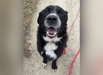 lieber junger Bernhardiner Mischling sucht ein Zuhause